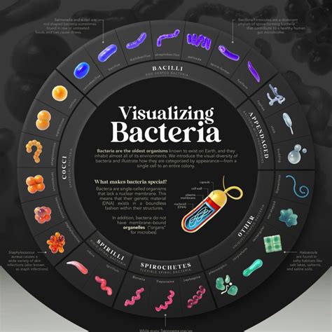 Bacterian .